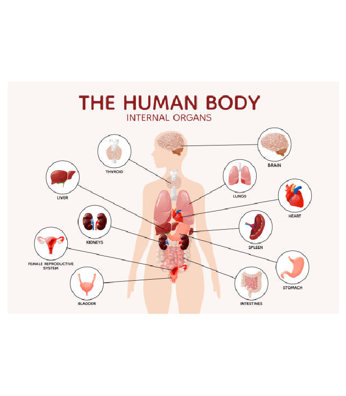 Interesting Anatomy Articles