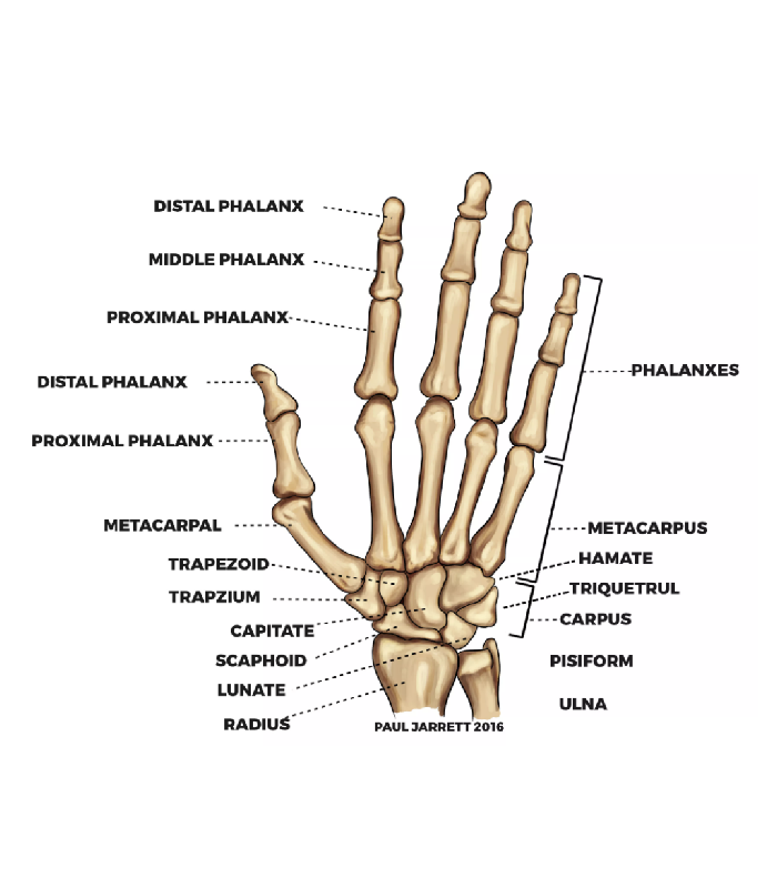 Interesting Anatomy Articles