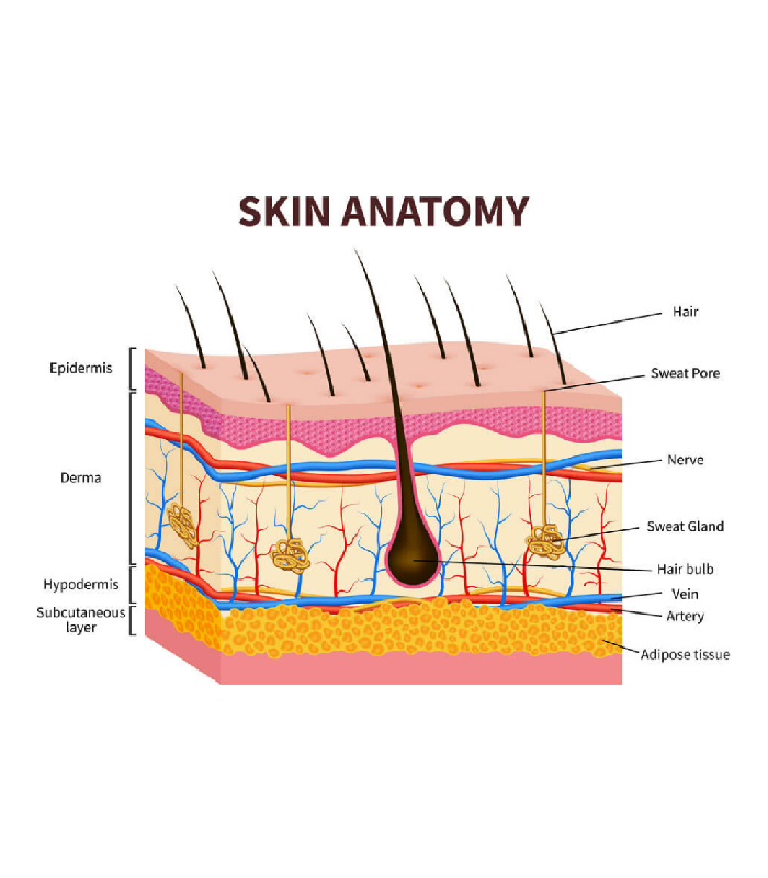 Interesting Anatomy Article