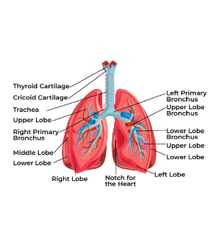 Interesting Anatomy Article